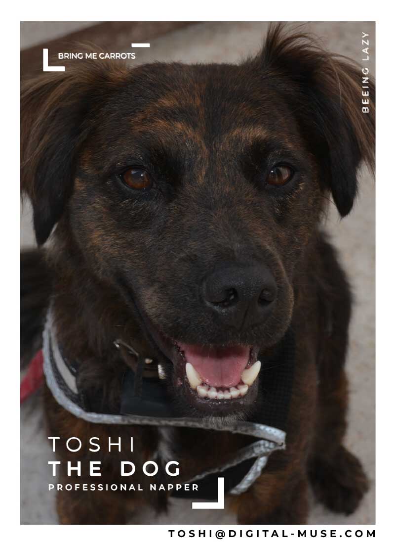 Toshi the Dog